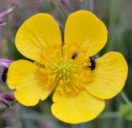 Wiesenblume