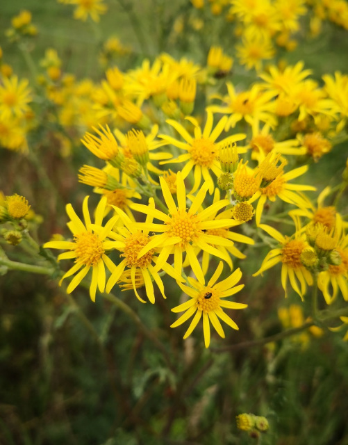 Sterntalerblüte