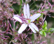 Wiesenblume