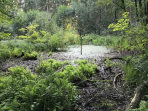 Biotop im Wald