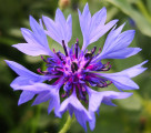 Kornblume