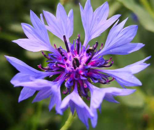 Kornblume