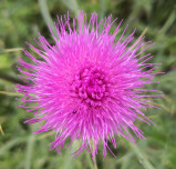 Distelblüte