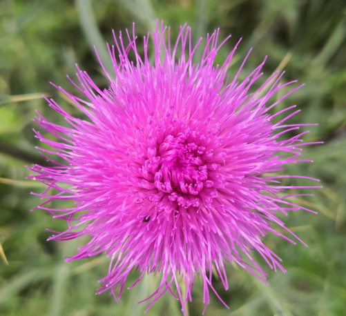Distelblüte