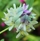 Kleeblüte