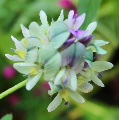 Kleeblüte
