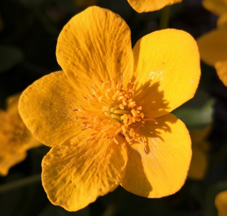 Sumpfdotterblume